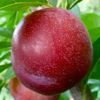 Слива БЕРБАНК ГИГАНТ в Фаниполе