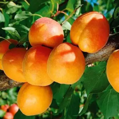 Абрикос СПАДЧЫНА в Фаниполе