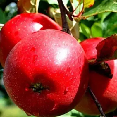 Яблоня РЕДФРИ в Фаниполе