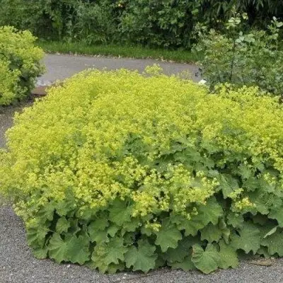 Манжетка ТРИЛЛЕР мягкая в Фаниполе