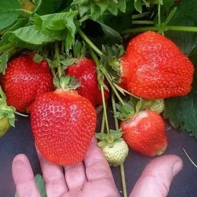 Клубника АЗИЯ в Фаниполе