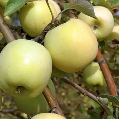 Яблоня АНТОНОВКА ОБЫКНОВЕННАЯ в Фаниполе