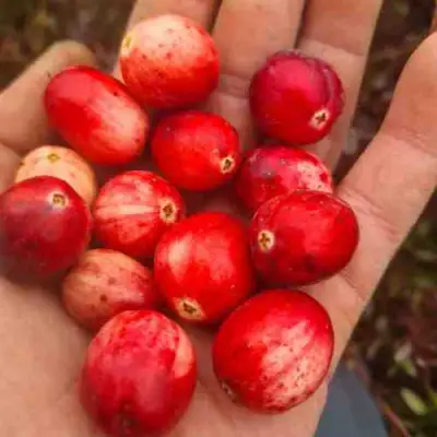 Клюква СТАНКОВИЧ в Фаниполе