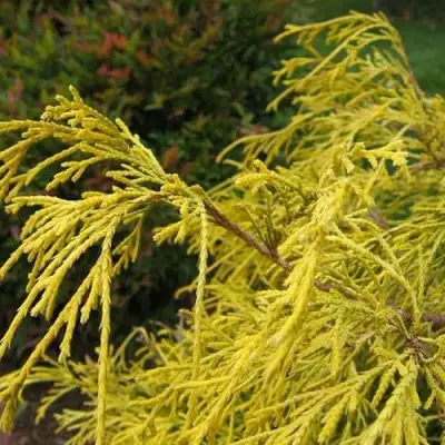 Кипарисовик ВАВЕЛ горохоплодный в Фаниполе