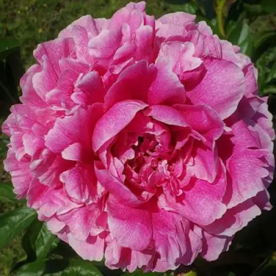 Пион ЗЕ ФОН травянистый в Фаниполе