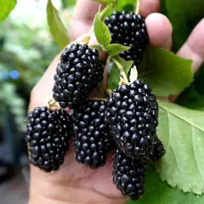 Ежевика ПРАЙМ АРК 45 ремонтантная   в Фаниполе