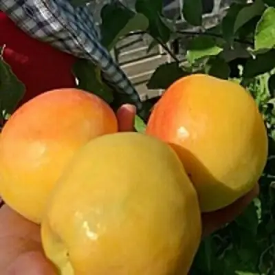 Яблоня АНТОНОВКА ЗОЛОТАЯ в Фаниполе