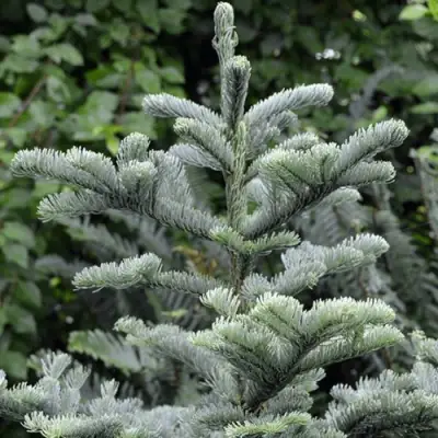 Пихта благородная в Фаниполе