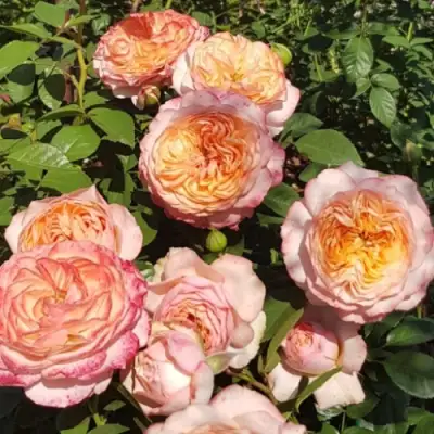 Роза СУРИР ДЕ ХАВР чайно-гибридная в Фаниполе