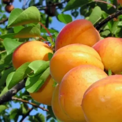 Абрикос ЭДЕЛЬВЕЙС в Фаниполе