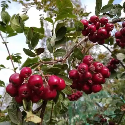 Рябина ГРАНАТНАЯ сладкоплодная в Фаниполе