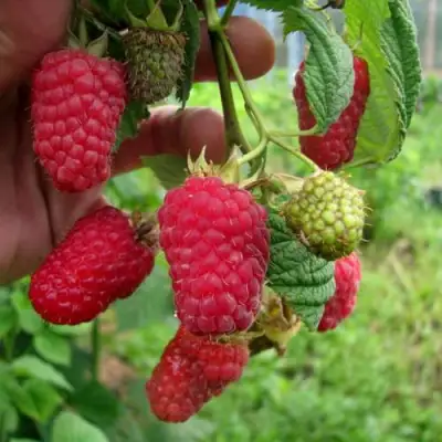 Малина ЛЯЧКА (ЛАШКА, ЛЯШКА) в Фаниполе