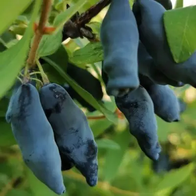 Жимолость съедобная СИЛЬГИНКА в Фаниполе