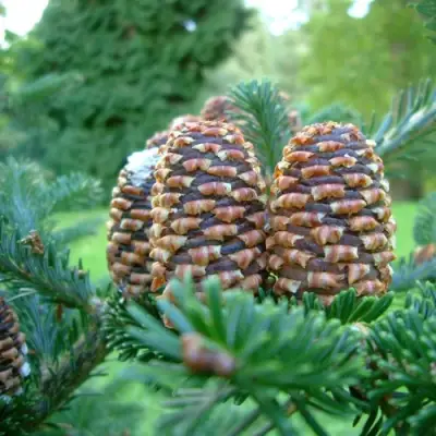 Пихта ФРАЗЕРА в Фаниполе