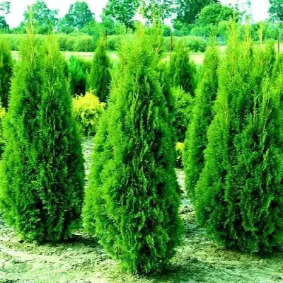 Туя ВИДМАНТ западная в Фаниполе