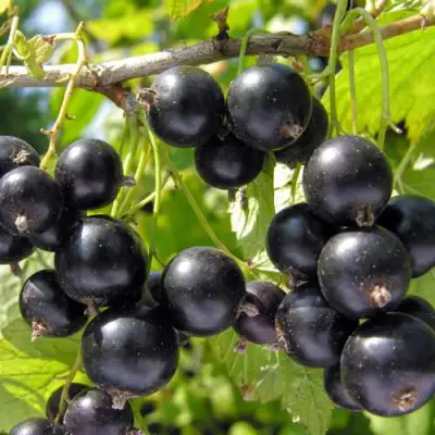 Смородина черная ГАМАЮН в Фаниполе