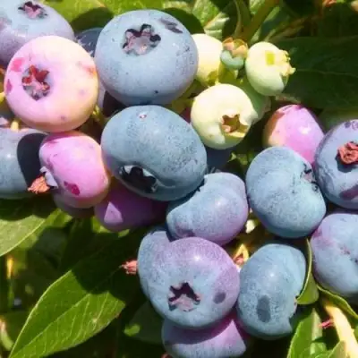 Голубика ЭЛИЗАБЕТ в Фаниполе