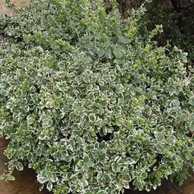 Бересклет ЭМЕРАЛЬД ГАИТИ форчуна  в Фаниполе