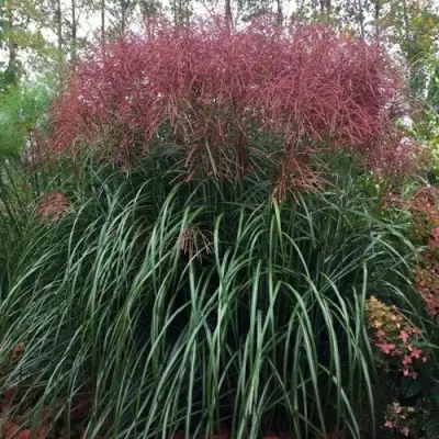Мискантус МАЛЕПАРТУС китайский  в Фаниполе