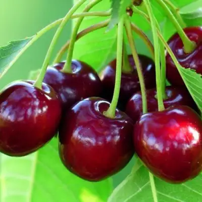 Вишня ВЯНОК в Фаниполе