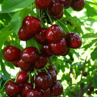 Вишня ВОСТОРГ колонновидная в Фаниполе