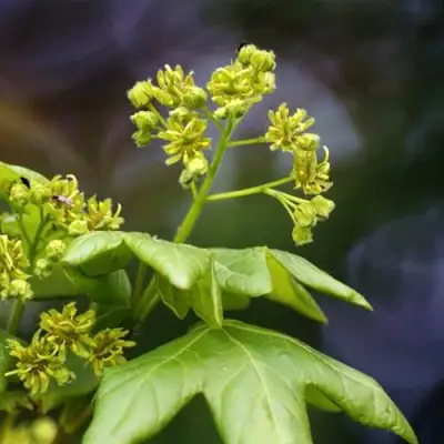 Клен полевой в Фаниполе