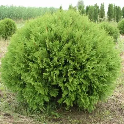 Туя ГЛОБОЗА западная в Фаниполе