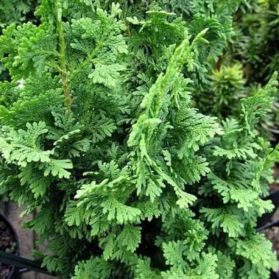 Туя ЗМАТЛИК западная в Фаниполе