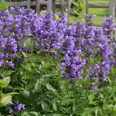 Котовник БЛЮ ДРИМС полусидячий в Фаниполе