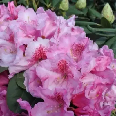 Рододендрон КЛАУДИУС в Фаниполе