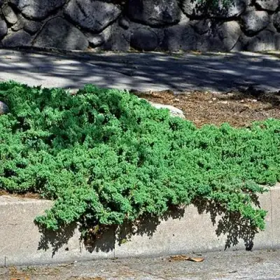 Можжевельник НАНА лежачий в Фаниполе