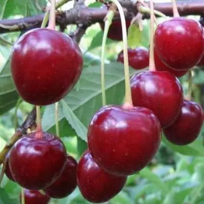 Вишня ТУРГЕНЕВКА в Фаниполе