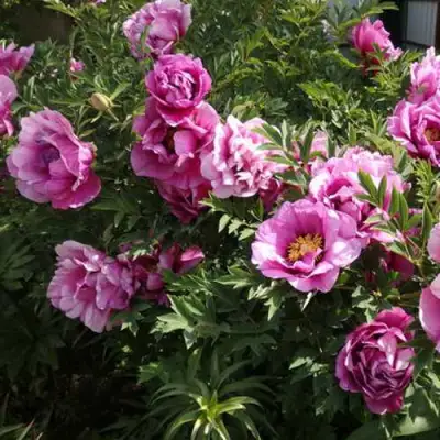 Пион ВРАТА ХРАМА древовидный  в Фаниполе