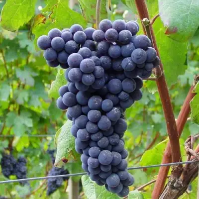 Виноград МУКУЗАНИ в Фаниполе