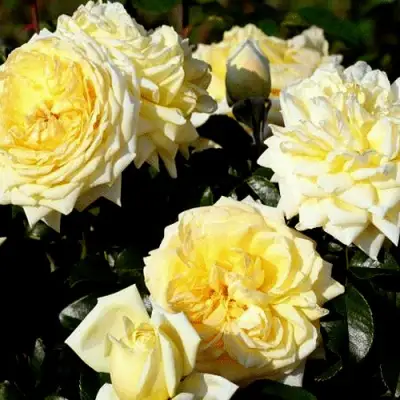 Роза НАДЯ МЕЙДИЛАНД почвопокровная в Фаниполе