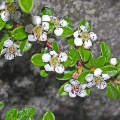 Кизильник ТАНГСТЕДТ горизонтальный  в Фаниполе