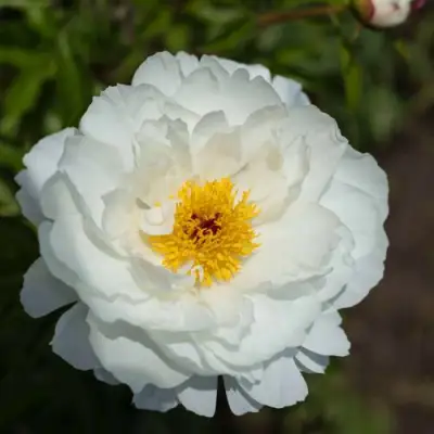 Пион МИСС АМЕРИКА травянистый в Фаниполе