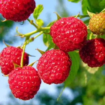 Малина МЕТЕОР в Фаниполе