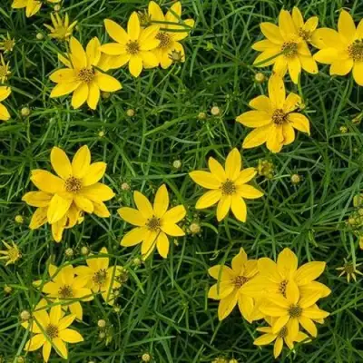 Кореопсис мутовчатый в Фаниполе