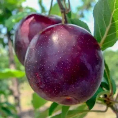 Слива АНЖЕЛИНО в Фаниполе