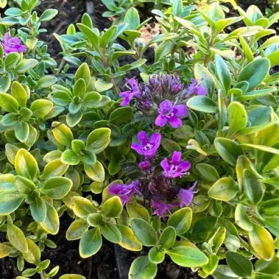 Тимьян АРЧЕРЗ ГОЛД в Фаниполе