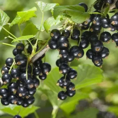 Смородина черная БЕН КОНАН в Фаниполе