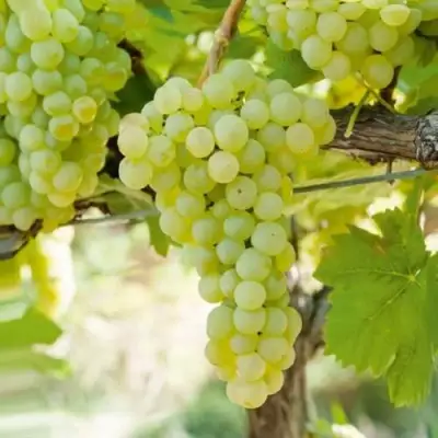 Виноград КИШМИШ МУСКАТНЫЙ в Фаниполе