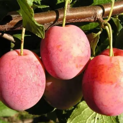 Слива ВИКТОРИЯ в Фаниполе