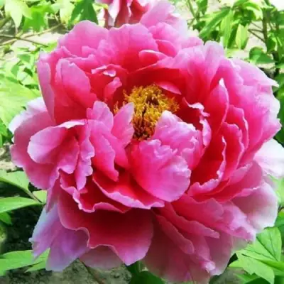 Пион ВОСХОД СОЛНЦА древовидный в Фаниполе