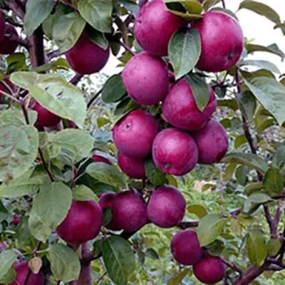 Яблоня СПАРТАН в Фаниполе