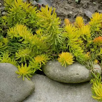 Очиток (седум) АНГЕЛИНА оттогнутый в Фаниполе