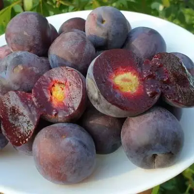 Сливово-вишневый гибрид МЕЙНОР в Фаниполе