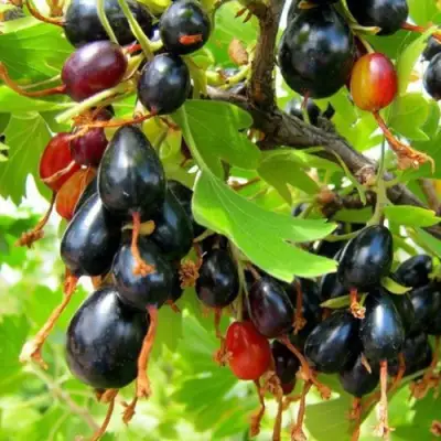 Смородина золотистая БОКАЛИНСКАЯ в Фаниполе