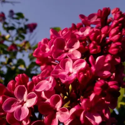 Сирень КРАСНАЯ МОСКВА в Фаниполе